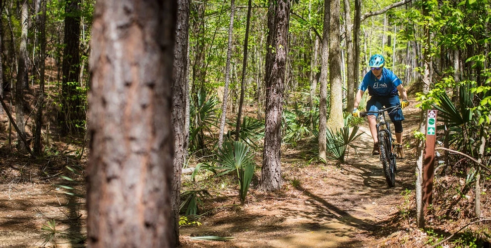 A latino cyclist riding a smooth trail in between a delta landscape of pine trees and saw palmetto.